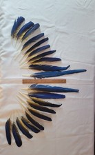 blue and gold macaw feathers, 20 feathers, naturally molted, $70
