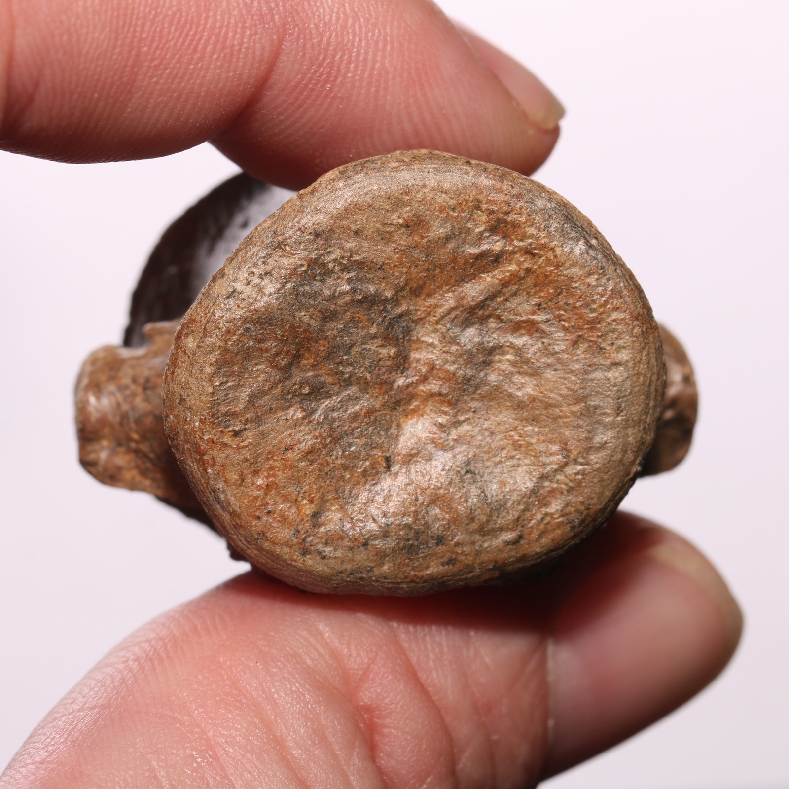 Champsosaurus Vertebra - Dinosaur Aged BEAUTIFUL Hell Creek Formation Cretaceous