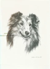 #288 SHELTIE Shetland Sheepdog dog art print Pen & ink drawing by Jan Jellins