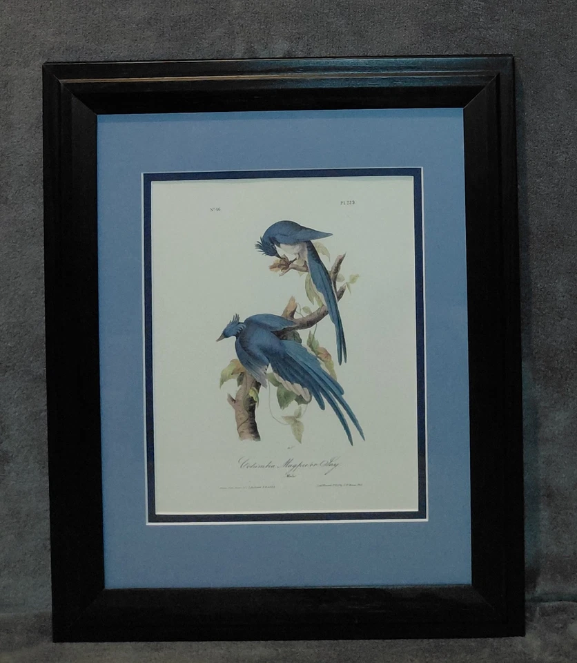 美丽的带框奥杜邦“哥伦比亚杰伊”美国鸟类印刷编号 46-PL 229 — 第 2/4 张图片