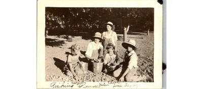 1930s Napa CA Prune Harvest Photo - Children Orchard Workers & Rural Scene