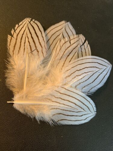5pcs Set Genuine Silver Pheasant 8-12cm Black White Feathers DIY Art Craft Decor - Zdjęcie 1 z 5