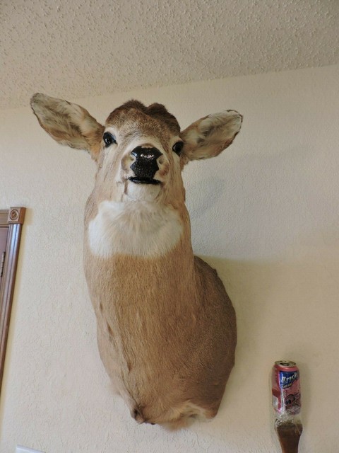 Whitetail Deer Head Shoulder Mount Taxidermy Cape Shed ...