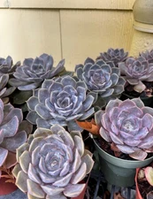 Echeveria ‘Orion’ Live Succulent Plant - 4” Grow Pot - Ships Bare Root