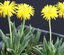 Bergeranthus artus rare exotic mesemb ice plant succulent cactus seed 20 SEEDS