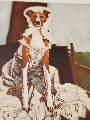 Master St Elmo: The Autobiography of a Celebrated Dog by Caro Senour 1904 1st ed - Imagen 4 de 8