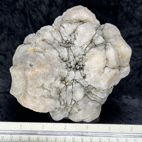 5-1/2" ungeschliffene Geode ungeöffnet geodisiert Fossil Quarz Kristall Chalzedon massiv 4,12 - Bild 4 von 8