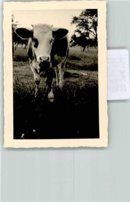 39284184 - In the Pasture Cow
