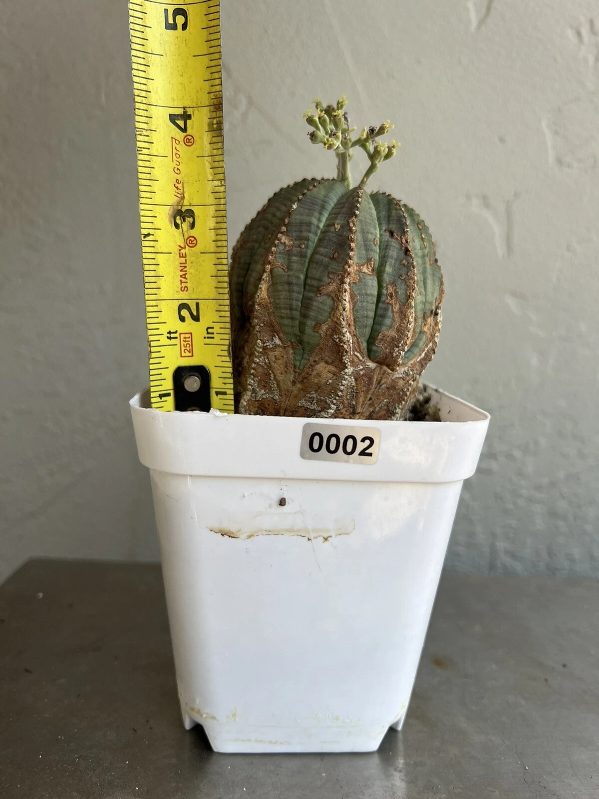 Eurphorbia Obesa 3.5” Tall Over 2.5” FAT Very Old (0002)