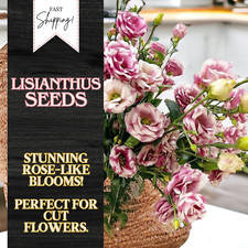Lisianthus Seeds - 250 Seeds Garden Bloom Flower Seed Flowers Non Gmo Heirloom