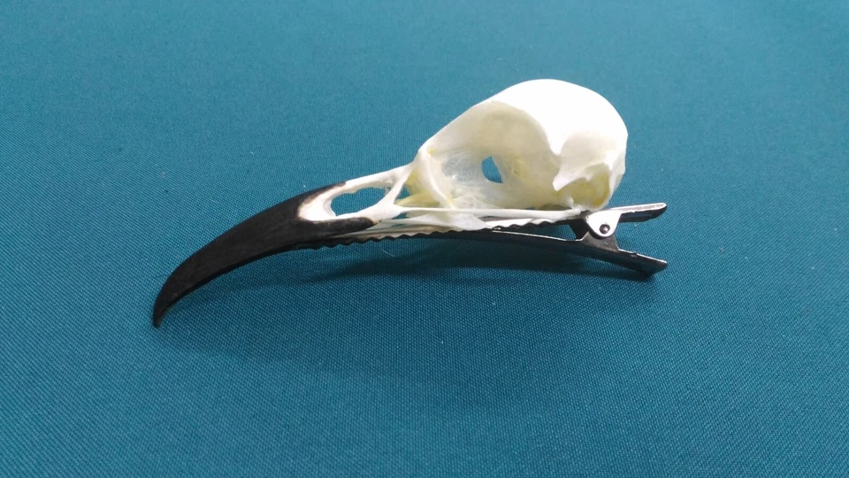 Raven skull, hair clip - Image 2 of 4