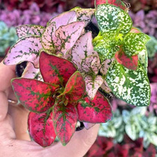 Hypoestes Polka Dot Plant | 8.5cm Pot Houseplant | Confetti colours 3 in 1