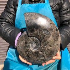 6.77LB Natural Black Ammonite Fossil Conch Quartz Crystal Specimen Healing