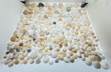 Mixed Seashell Ocean Beach Aquarium Crafts Collection 05