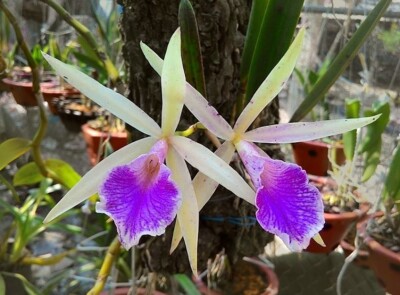 Brassocattleya Nok Noi Nodosa Orchid plant Blooming 4” FRAGRANT _~