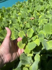   Spring Special   15 Water Lettuce Koi Pond Floating Plants Algae Shade 2-4  