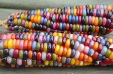 Ornamental corn Zea mays Multicolor Hybrids 10 seeds + FREE