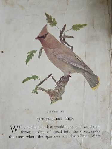 Antique Bird World Stickney & Hoffmann 1898HC Ginn & Co. ForChildren Illustrated - Picture 14 of 16