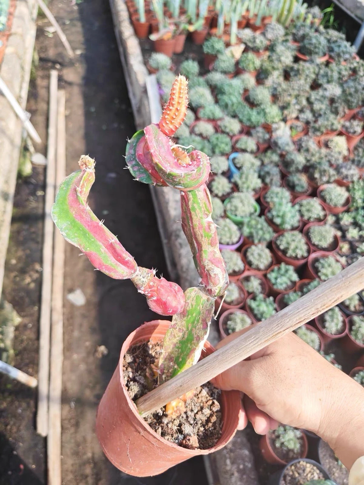 Rare Variegated Monstrose Gymnocalycium Cactus Colorful Collector Succulent
Opens in a new window or