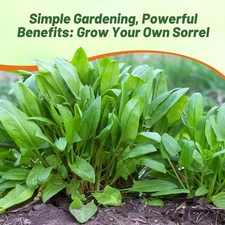 5000 Seeds Sorrel Seed For Planting - Garden Sorrel Herb Seeds