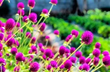Globe Amaranth Seeds for Planting - Gomphrena (Gomphrena Globosa Purple) - Stunn