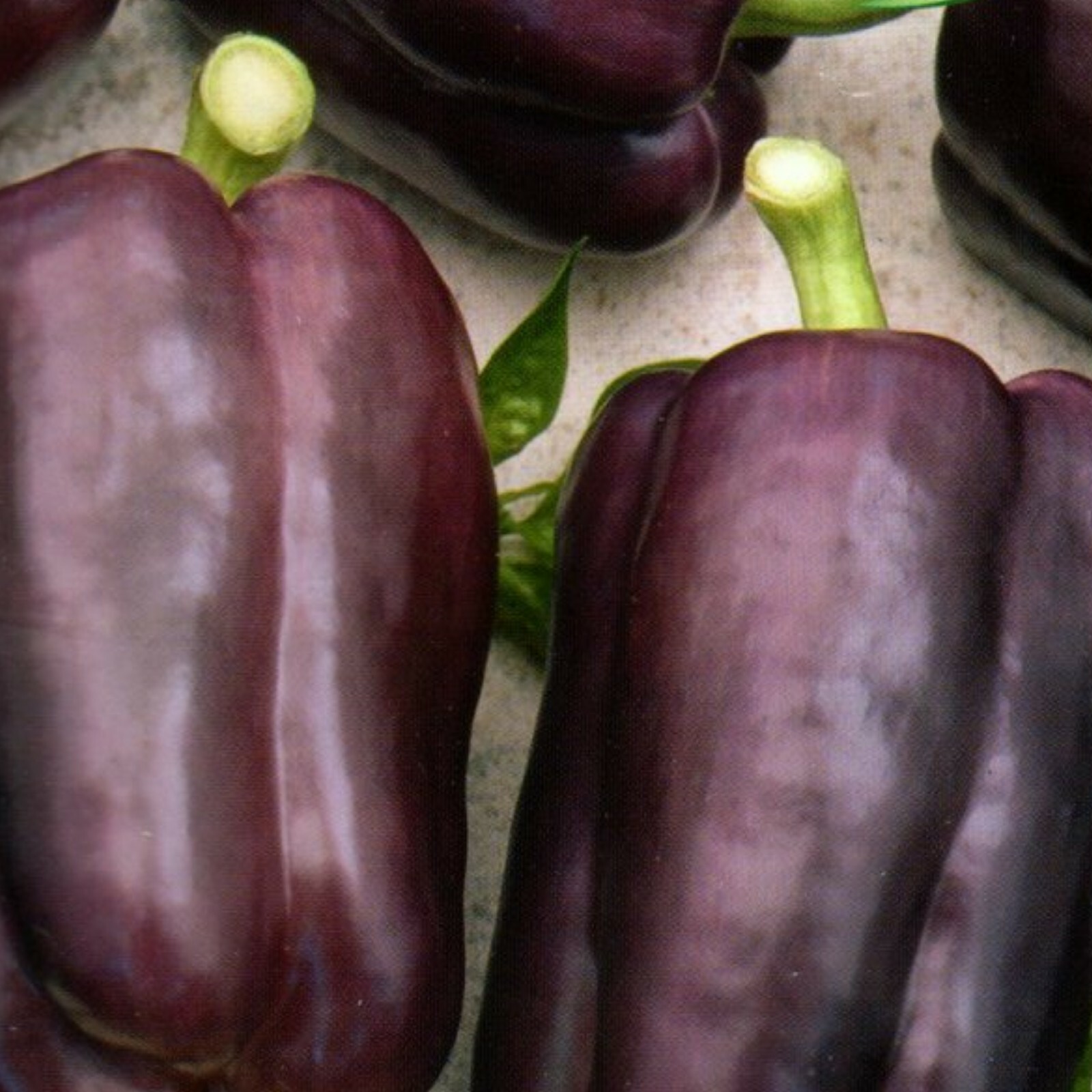 BIO Paprikasamen Türkischer Gewürz Chili - Scharfe Peperoni Zum Trocknen, Portion Für Ca. 15 Pflanzen