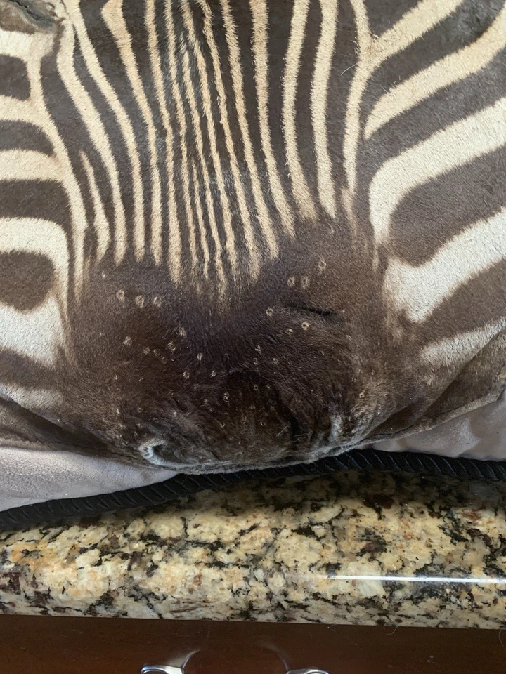 GENUINO COJÍN / ALMOHADA PIEL CEBRA MELENA 18" X 18" - NUEVO - ¡ESPECTACULAR! #Z9 Foto 4 de 4