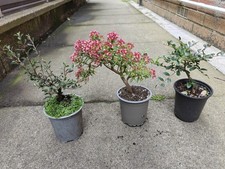 Bonsai Starter Set X3 Chinese Elm, Crassula, and Cotoneaster Small