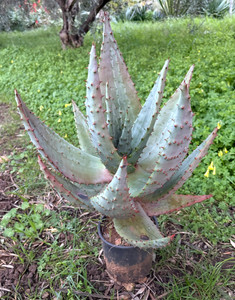 Pianta Di Aloe Ramosissima Adulta &ndash; 105 Cm, Caudex, Rara Succulenta Sempreverde Per Interni/esterni, Shop Succulents