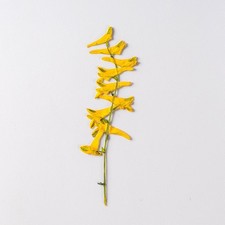 12PCS Real Pressed dried flower with stem, yellow flower for art craft FSS69