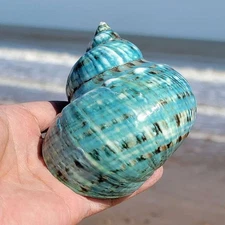 12cm Natural Sea Shell Decoration Green Snail Aquarium Prop Wedding Advertising