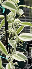 ONE FOOT CUTTING OF WHITE Variegated Vanilla planifolia Orchid Variegata