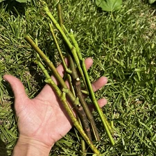 7 FIG TREE CUTTINGS -FRESH- From Fruiting Tree 8 in + Each Organic Natural