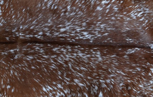 Neu Ziegenfell Teppich Haar auf Fläche Teppich Größe 36"x26" Tierleder Ziegenfell G-428 - Bild 2 von 3