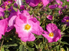 Cistus x argenteus Peggy Sammons - Low Growing Rock Rose
