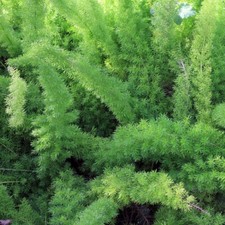 Foxtail Fern 'Asparagus Meyeri' Tropical Indoor Houseplant - 10 Fresh