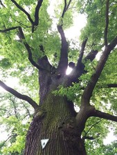 10 ENGLISH OAK - Quercus Robur. Best fresh this years