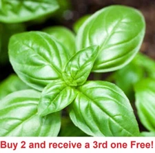 SWEET BASIL SEEDS