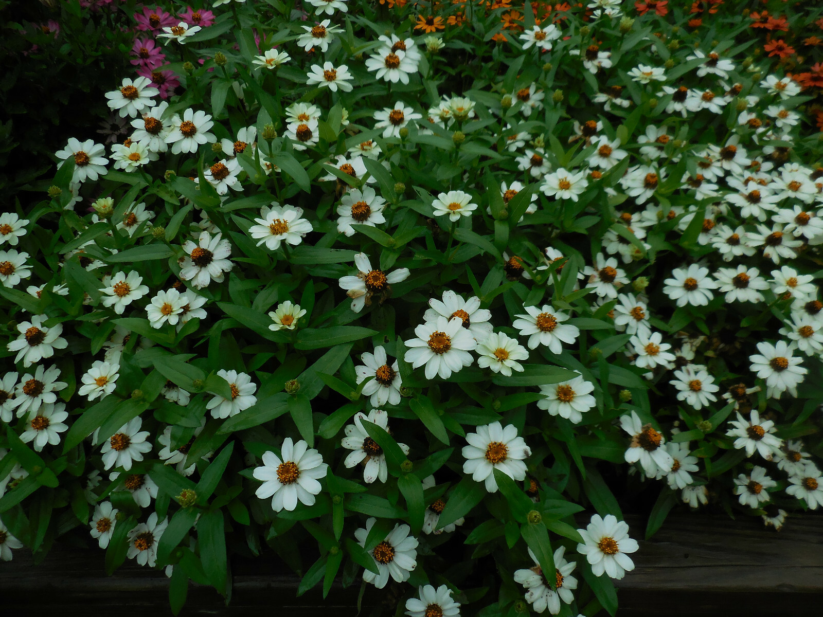 Profusion Zinnia Seeds (40 Seeds in Mixed Colors) eBay