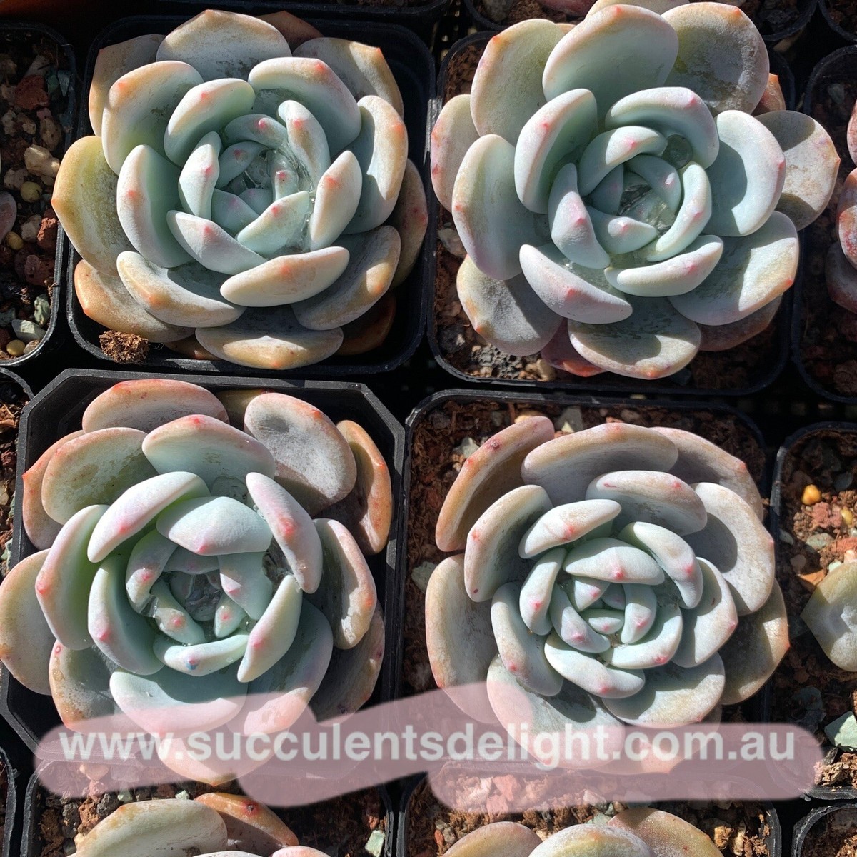Echeveria Monroe x Lauii 梦雪 - Succulents Delight plant | eBay