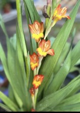 Bulb Orange Stormy Gladiolus Flower Bulbs, 12/14cm, Spring Planting. Organic .
