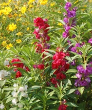 Balsam CAMELLIA FLOWERED Mix Impatiens Double Blooms PartShade Non-GMO 200 Seeds