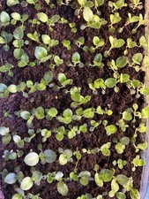 30granulated Gloxinia Seeds (mix) High Germination Easy to Grow