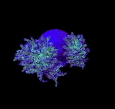 WYSIWYG Bicolor Frogspawn Live LPS Frag Coral Saltwater Reef Aquarium