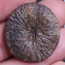 35x5mm Cyclolites elliptica Solitary Disc Coral Fosil Cretaceous 1935