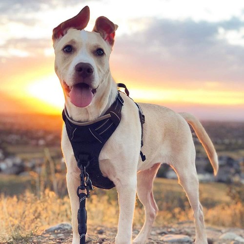 rabbitgoo No-Pull Pet Dog Harness with Handle Adjustable Reflective Padded Vest - Picture 4 of 30