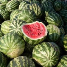 Crimson Sweet Watermelon Seeds 25 Fruit Melon Heirloom NON-GMO FREE SHIPPING