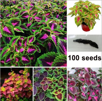 100 Lila Pflanzen Hosta Hosta Plantaginea Garden Perennial Flowers &  