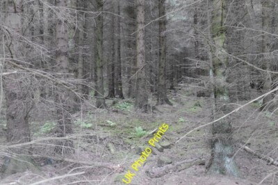 Foto 6x4 Sitka Fichtenplantage Carterhaugh um 2015