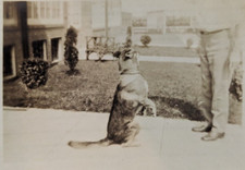 Vintage Found Photo Headless Man Teaches Dog How to Sit Up & Beg German Shepard?